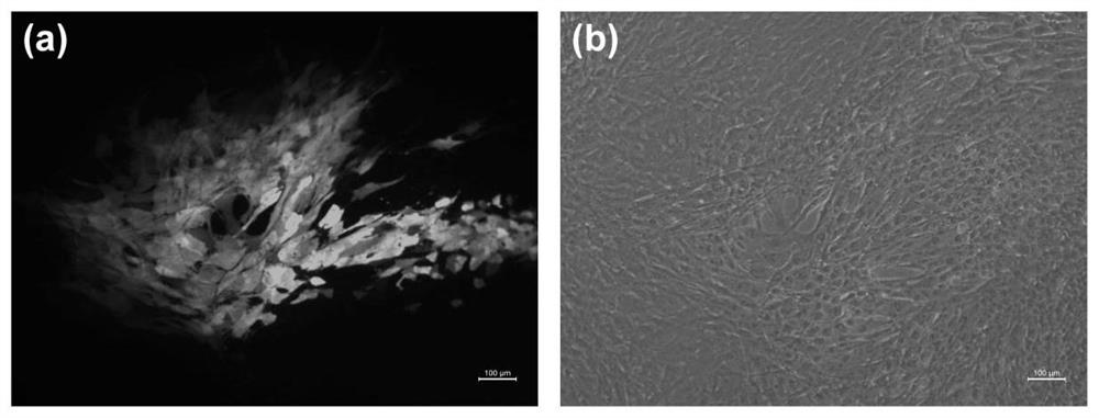 Recombinant goatpox virus capable of carrying out coexpression on peste des petits ruminants virus H and F protein