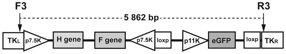 Recombinant goatpox virus capable of carrying out coexpression on peste des petits ruminants virus H and F protein