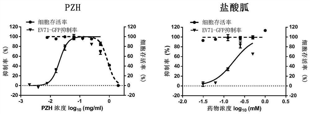 Application of Pien Tze Huang and its preparations in the preparation of drugs for the prevention and treatment of enterovirus ev71 infection