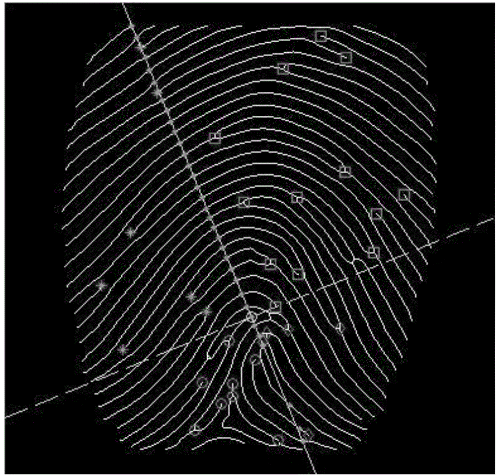 Fingerprint feature construction method based on minutiae