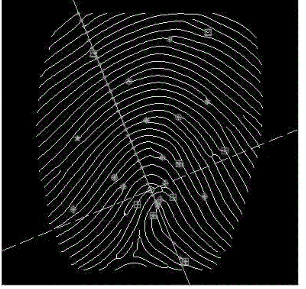 Fingerprint feature construction method based on minutiae
