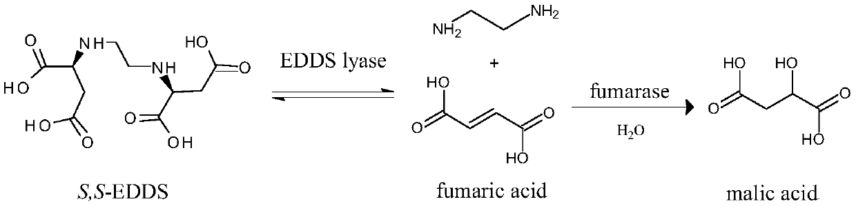 Preparation method and application of EDDS lyase immobilized enzymes