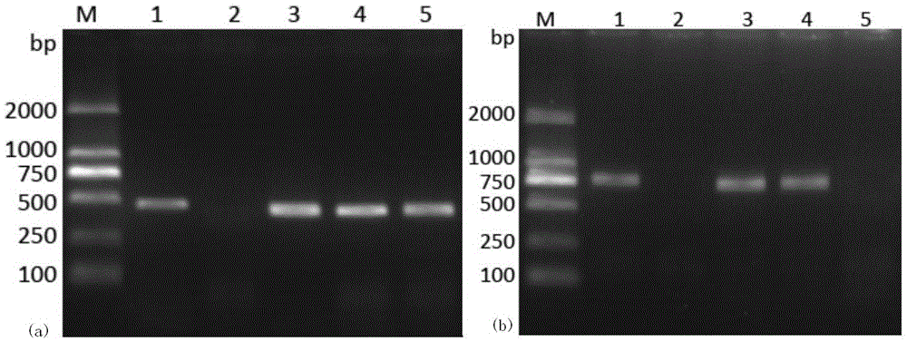 Nest type PCR detection method for different variants of ostreid herpes virus