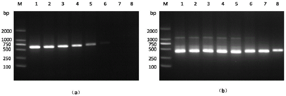 Nest type PCR detection method for different variants of ostreid herpes virus