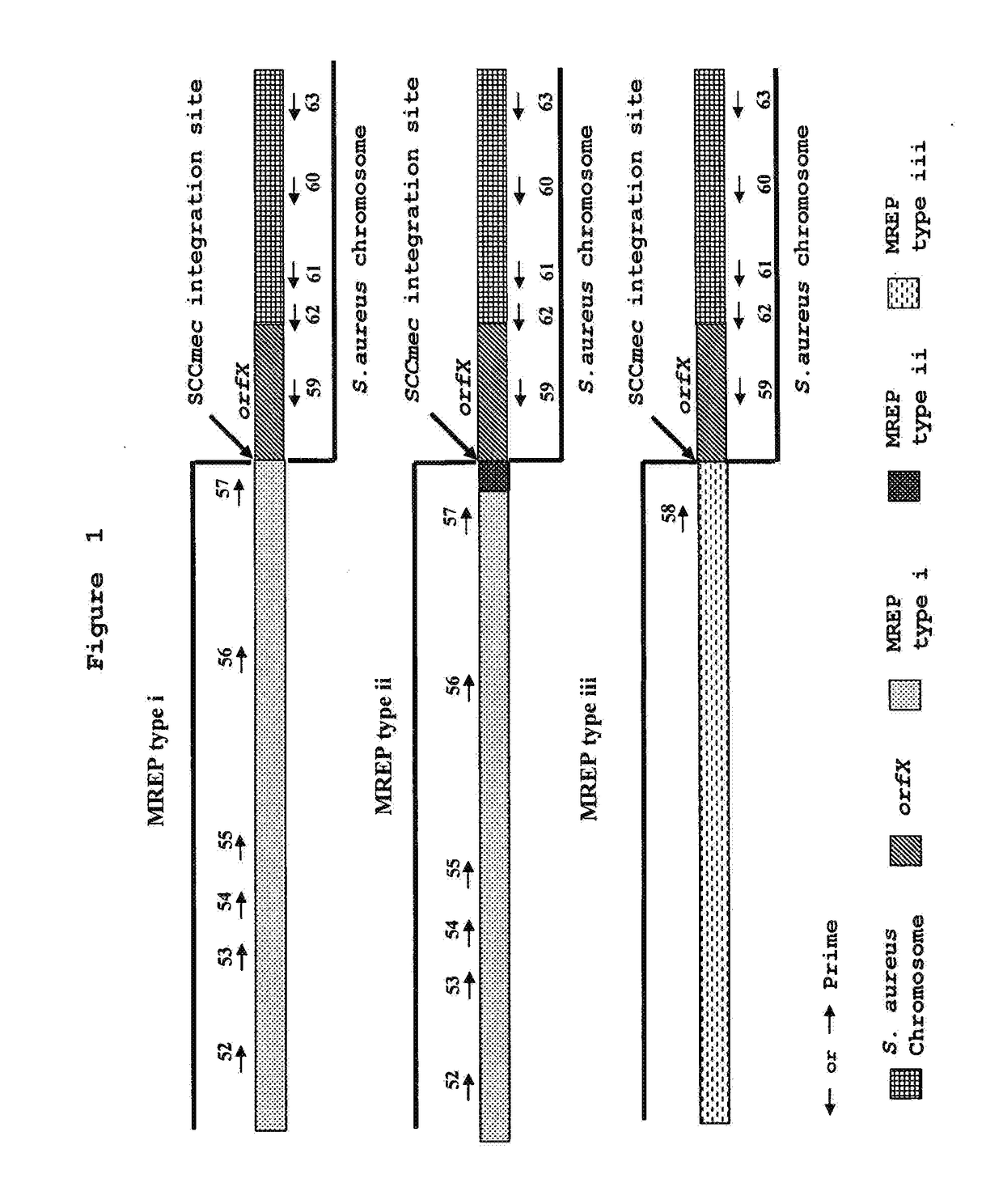 Method for the detection and identification of methicillin-resistant staphylococcus aureus