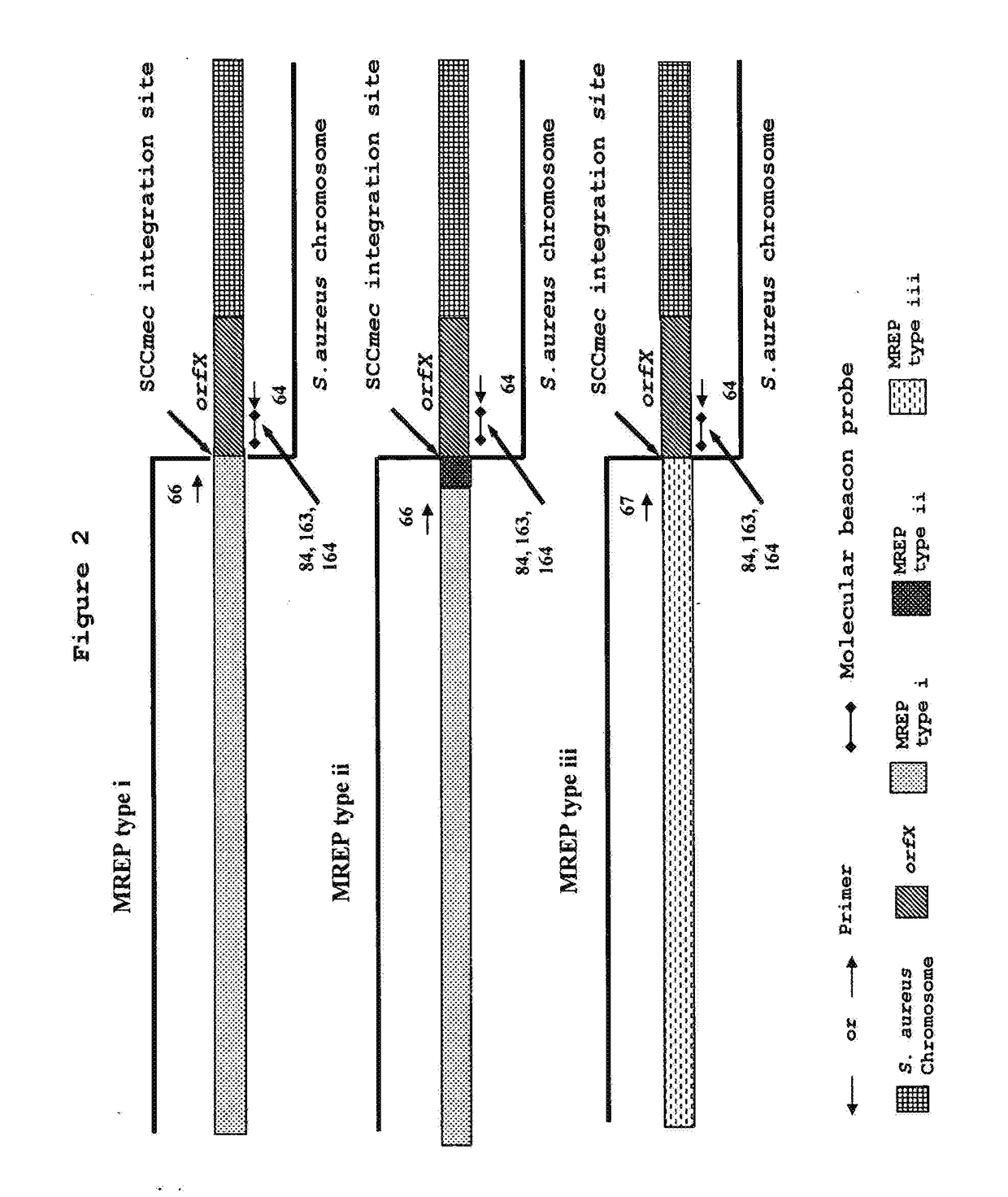 Method for the detection and identification of methicillin-resistant staphylococcus aureus