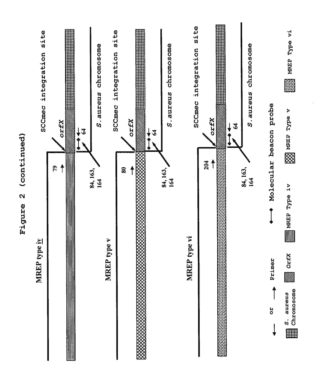 Method for the detection and identification of methicillin-resistant staphylococcus aureus