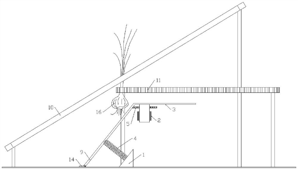 Elastic cutting system for modified root-tuber crops