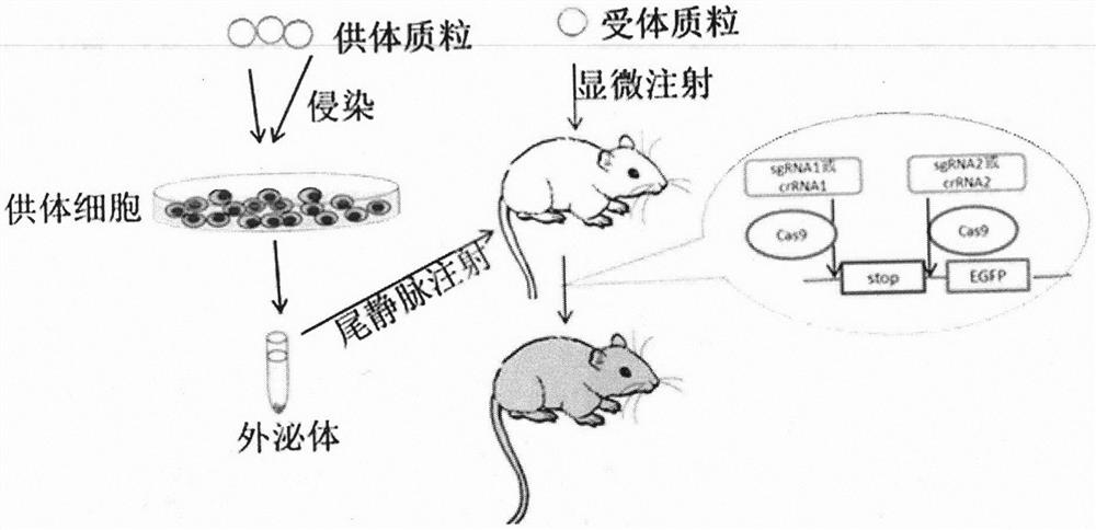 Construction and application of transgenic mouse model for exosome tracing