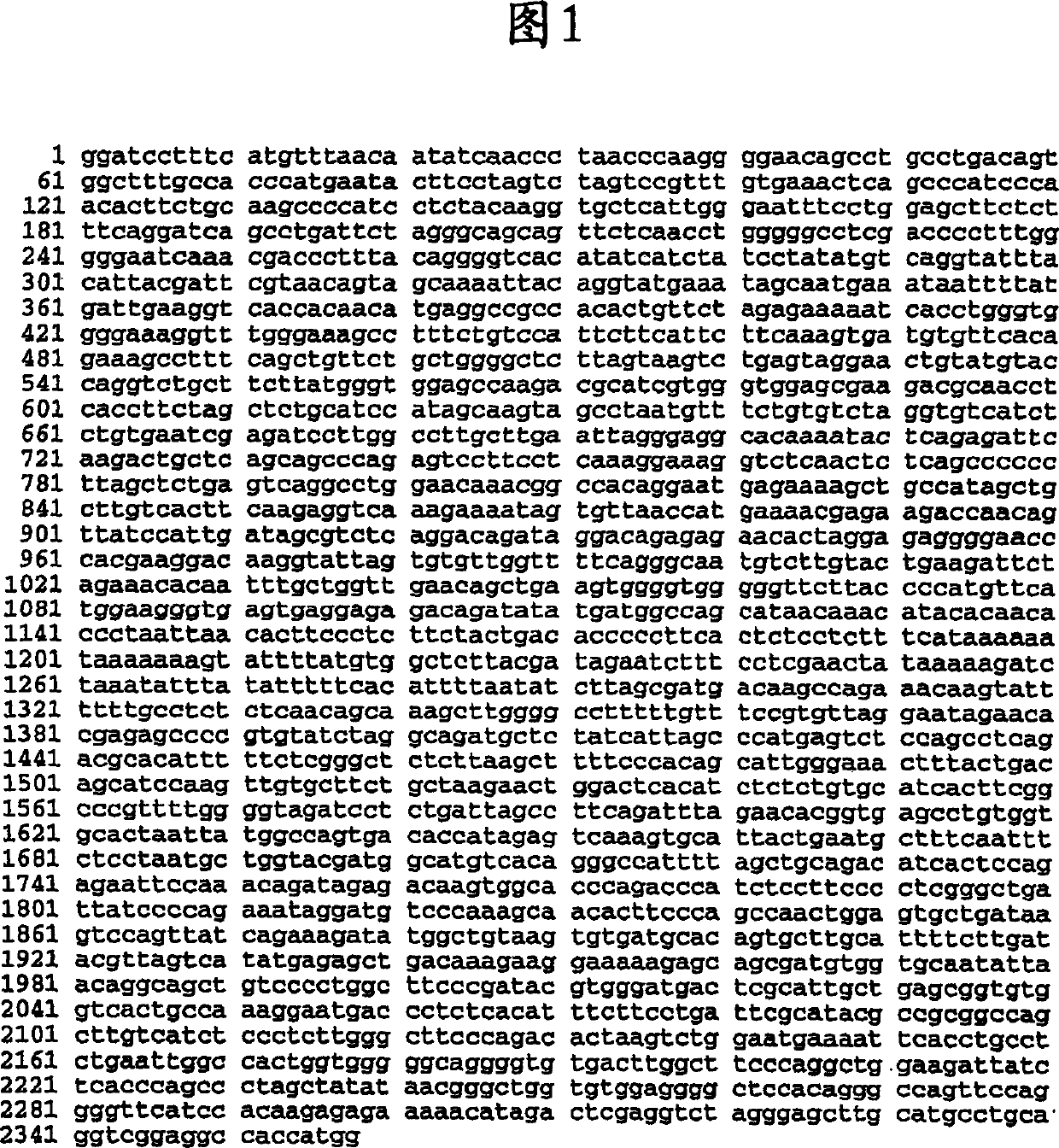 Heart ankyrin repeat protein gene upstream sequence, carrier containing the same sequence and usage thereof