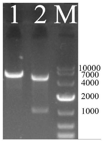 Oxymethyltransferase mutant and application thereof in production of prodigiosin