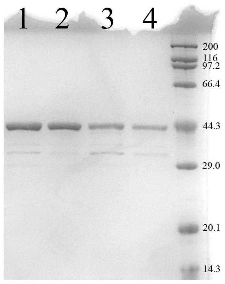 Oxymethyltransferase mutant and application thereof in production of prodigiosin