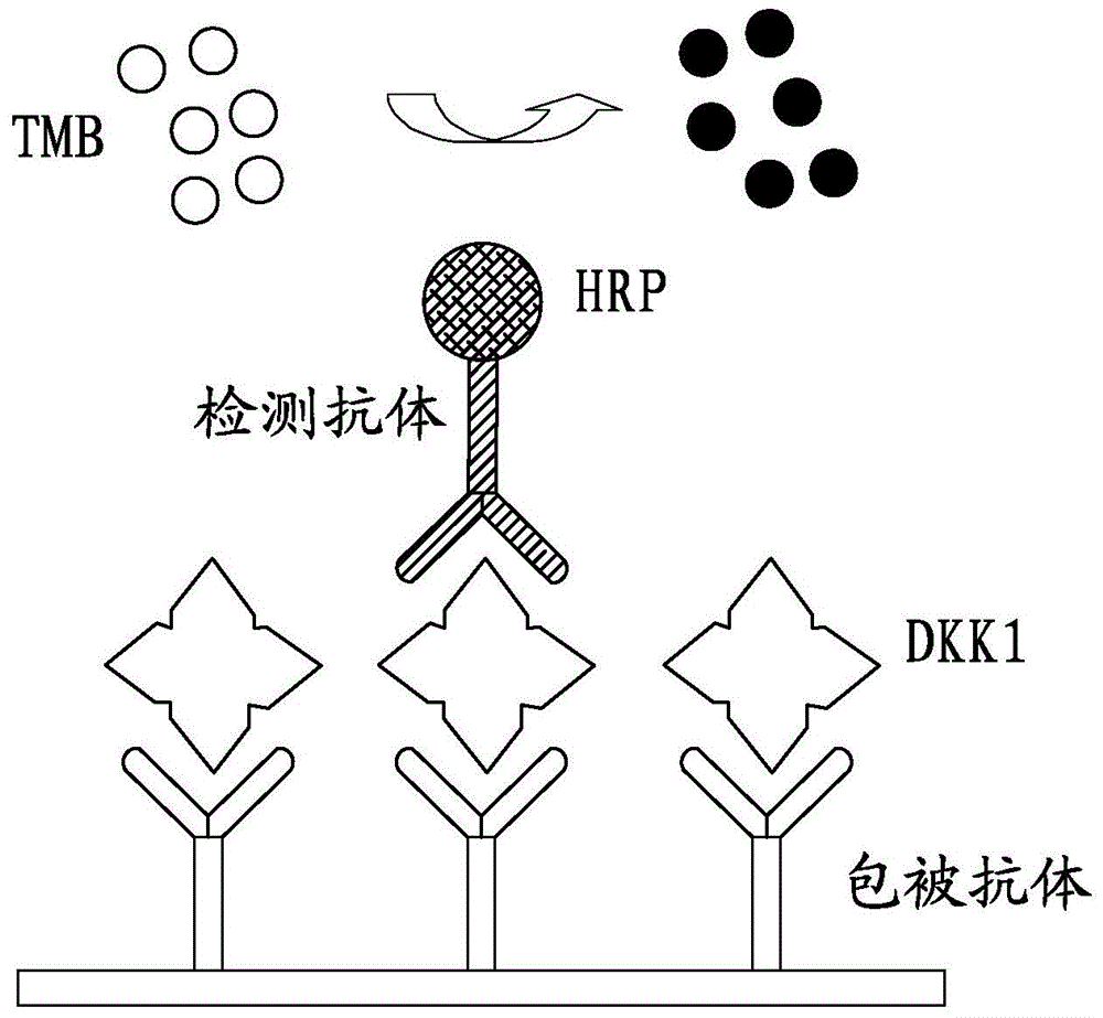 Enzyme-linked immunosorbent assay kit for detecting concentration of tumor marker DKK1