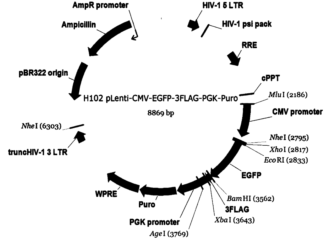 Method for constructing plasmids of recombinant human SPINK5 genes and application of plasmids