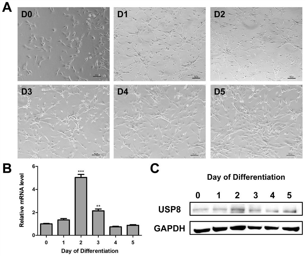 Application of ubiquitin-specific protease 8 in regulation and breeding of Hu mutton