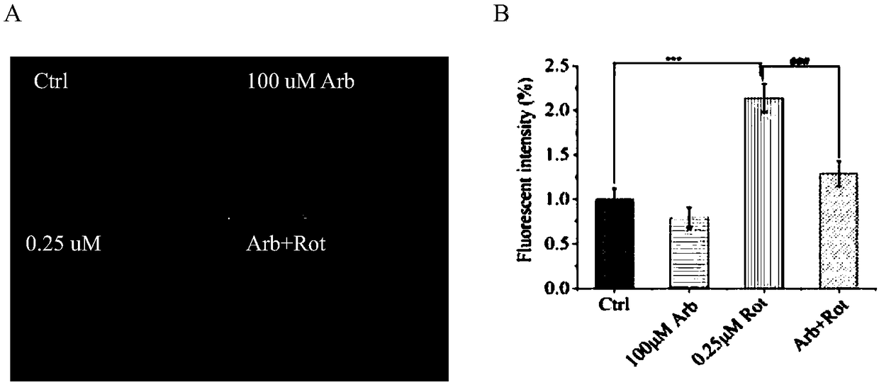 Application of natural product small molecular alpha-arbutin (Arb) to preparation of medicine for preventing and controlling Parkinson's disease
