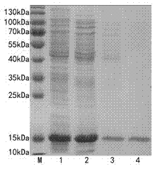 Monoclonal antibody specifically combined with HFABP (heart fatty acid binding protein) and applications thereof