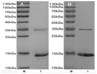 Monoclonal antibody specifically combined with HFABP (heart fatty acid binding protein) and applications thereof
