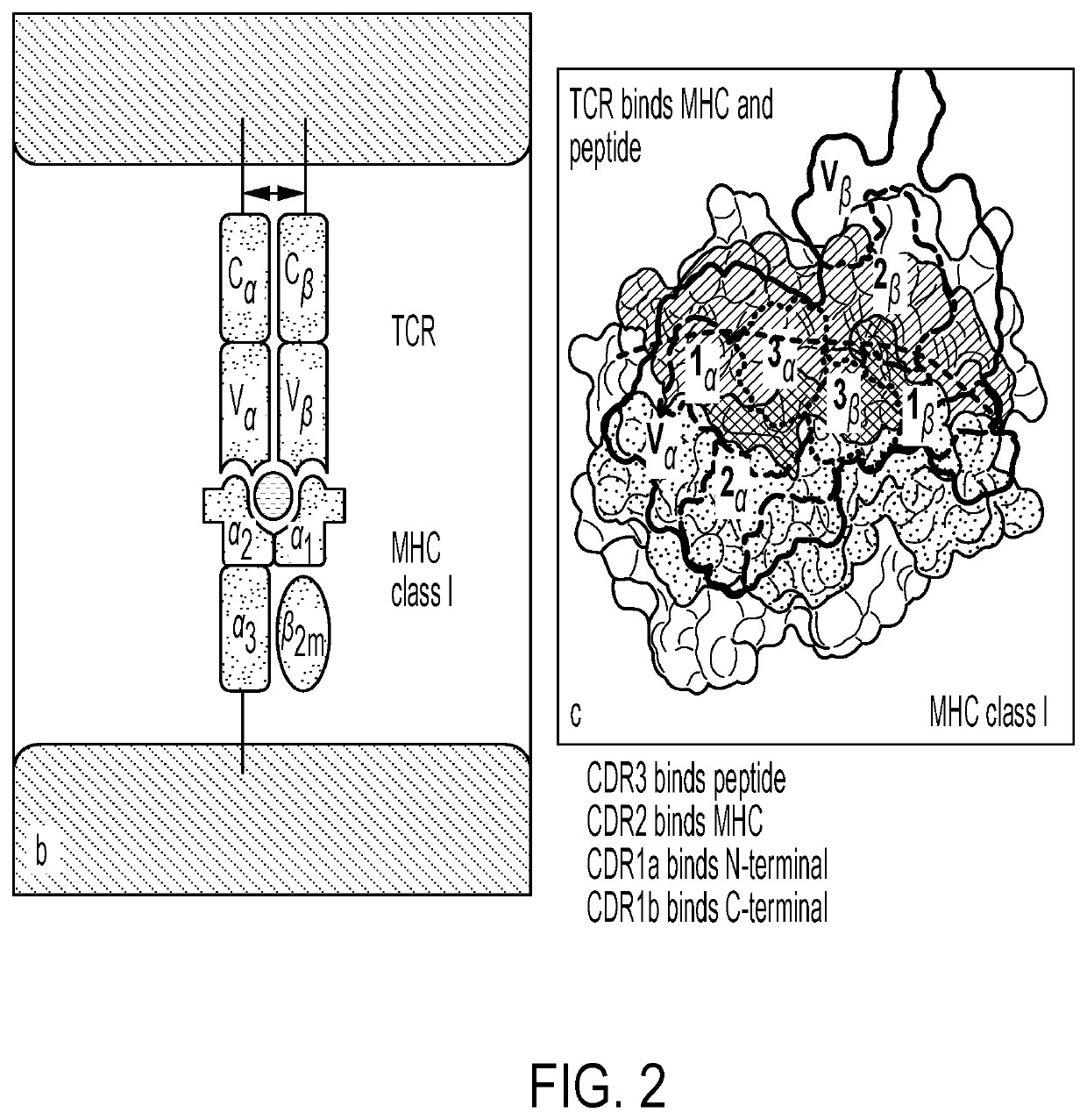 Personalized cells, tissues, and organs for transplantation from a humanized, bespoke, designated-pathogen free, (n0n-human) donor and methods and products relating to same