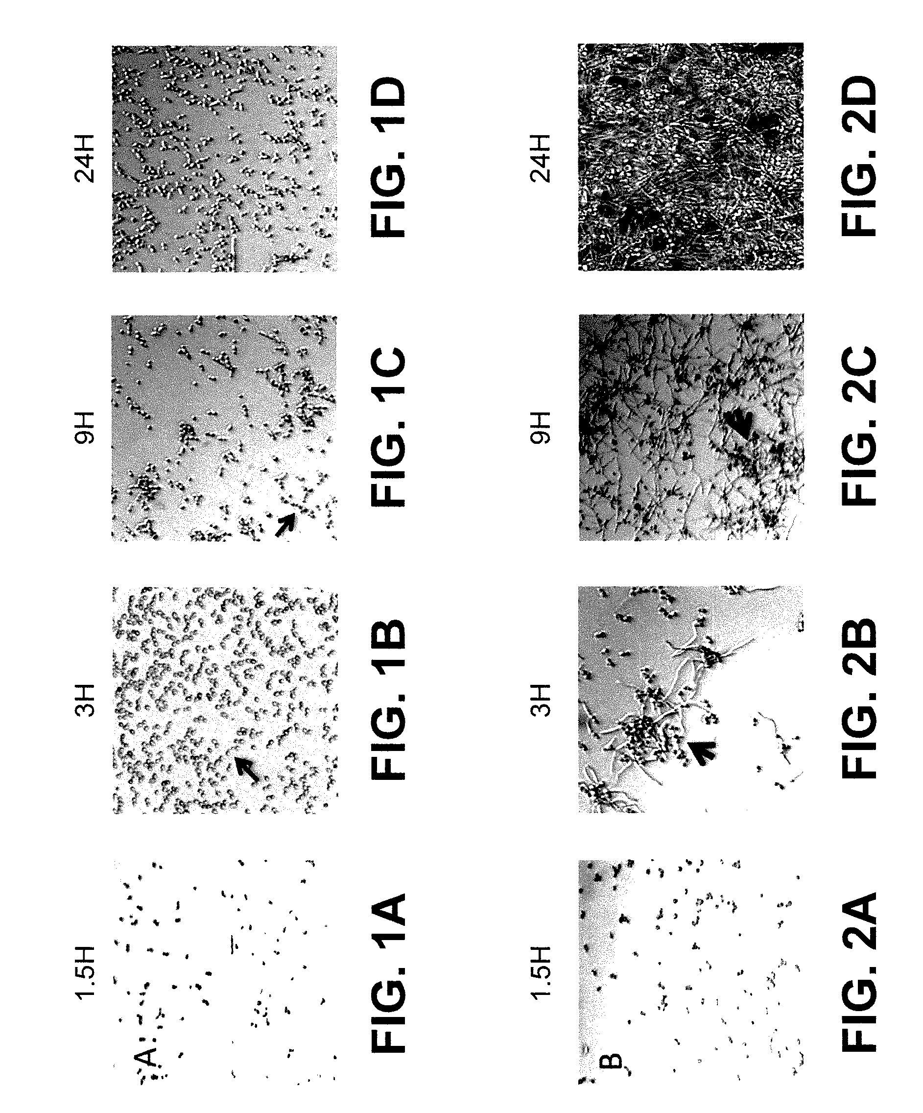 Method of inhibiting biofilm formation