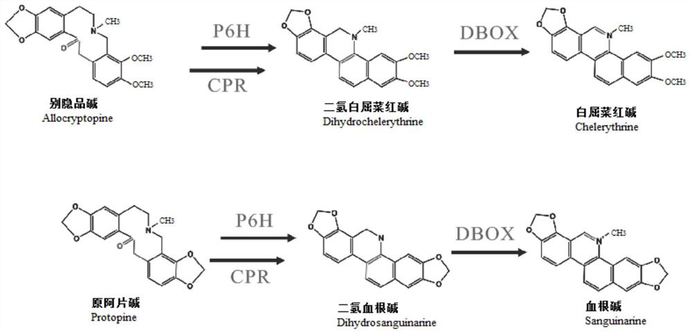 Optimal Sequence of Boluohui Protropine-6-Hydroxylase Gene and Its Application