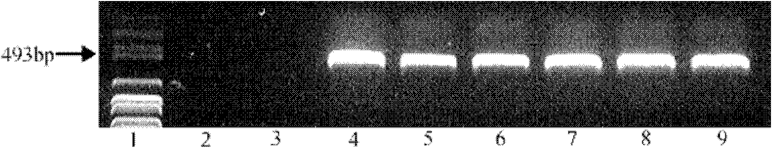 Method for improving soybean quality and DNA (Deoxyribonucleic Acid) molecule special for same