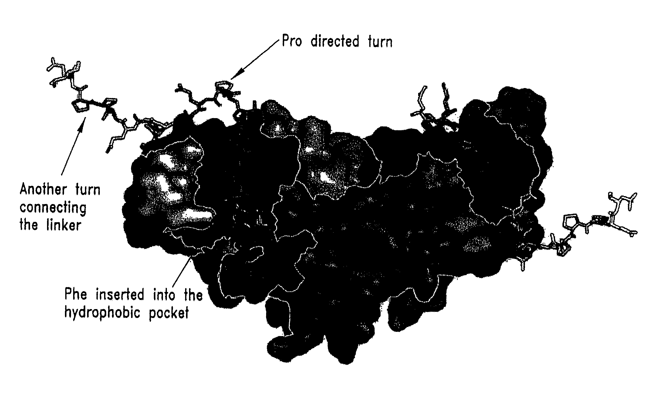 Antibodies specific for sclerostin and methods for increasing bone mineralization