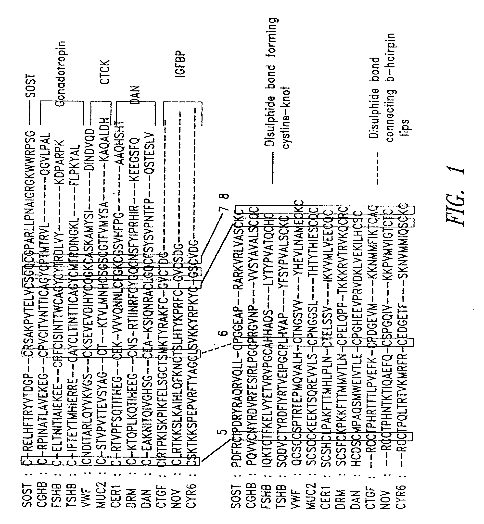 Antibodies specific for sclerostin and methods for increasing bone mineralization