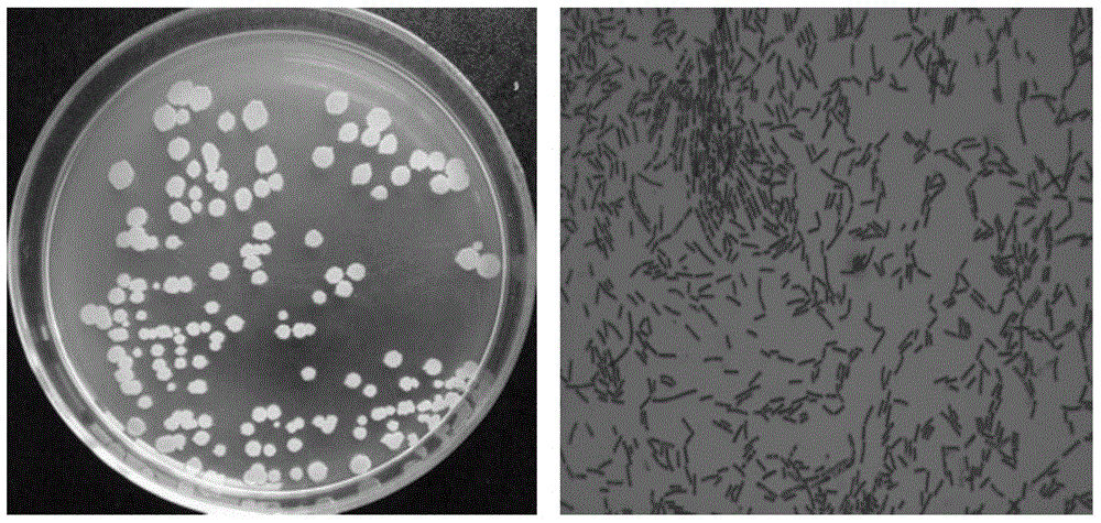 A Bacillus subtilis and its application in light and elegant liquor