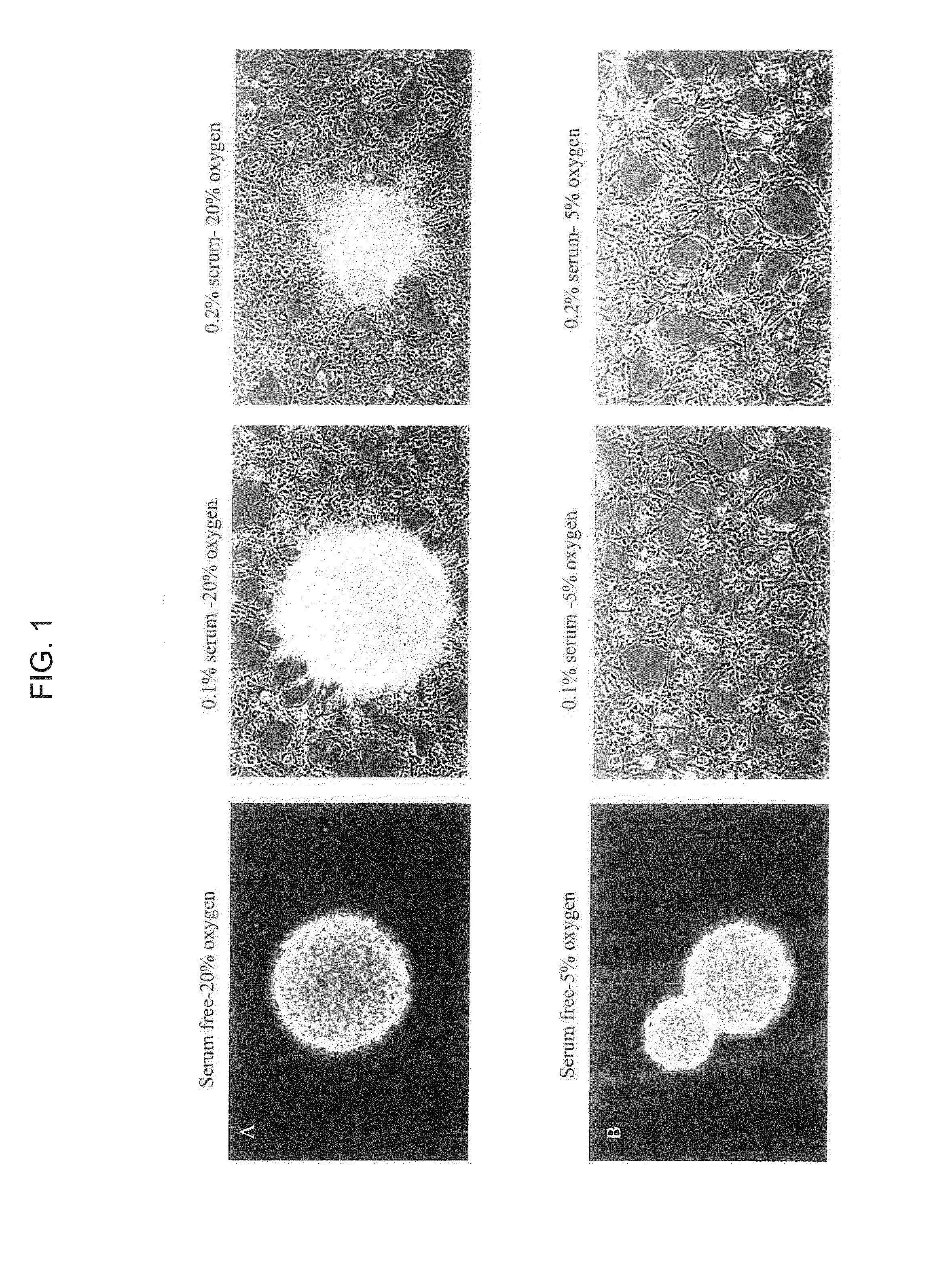 Stem cells and methods incorporating environmental factors as a means for enhancing stem cell proliferation and plasticity