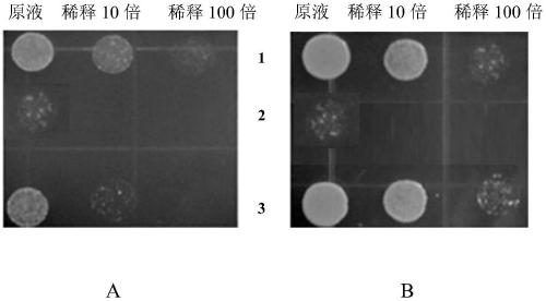 Tobacco KUP2 gene and applications thereof