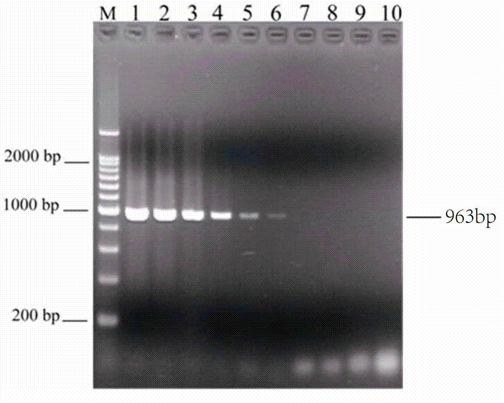 Multiplex PCR detection method for Salmonella typhimurium and its serovars