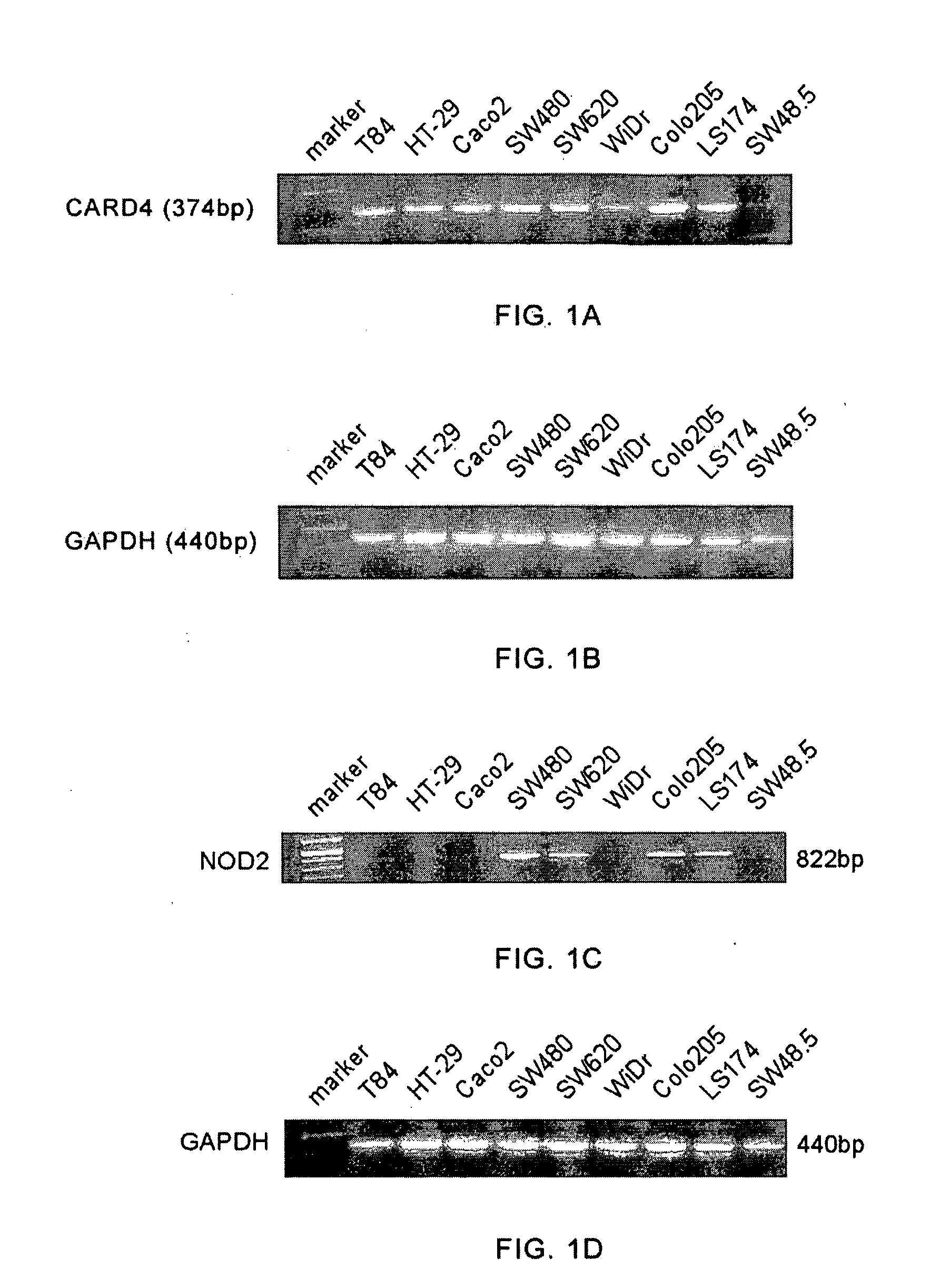 Compositions And Methods Related To An Intestinal Inflammation And Uses Therefor