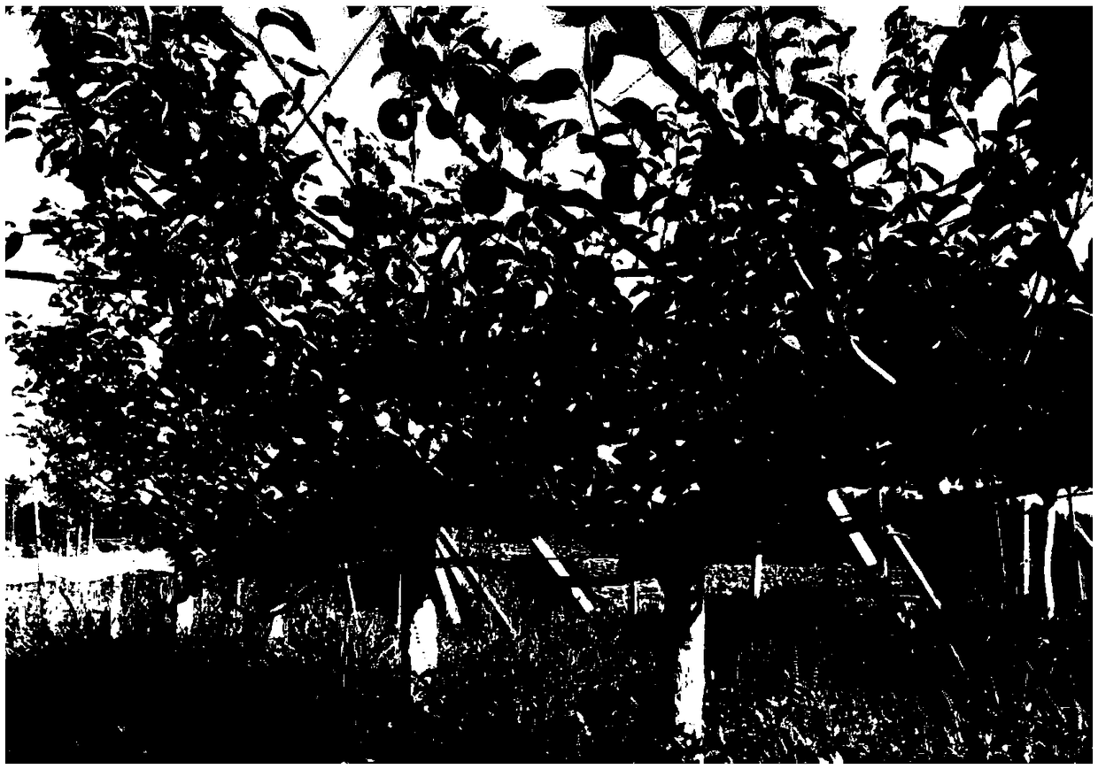 Method for facility rain-shelter cultivation from pears in southern areas
