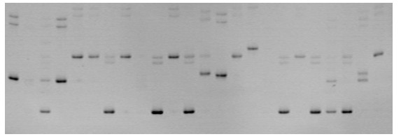 Detecting method for Litopenaeus vannamei Boone LvE165 microsatellite DNA marker