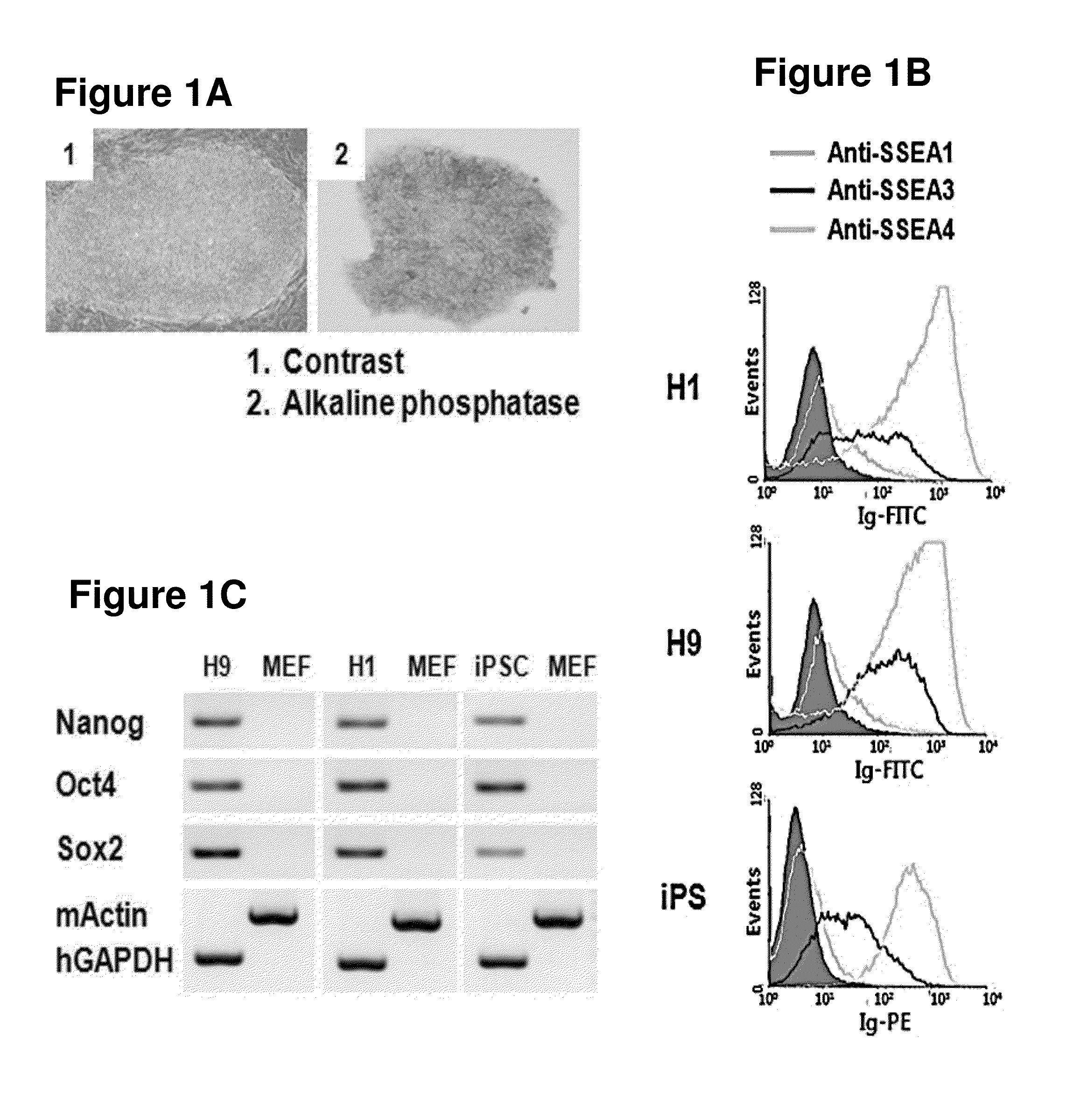 Composition for Detecting Undifferentiated Human Pluripotent Stem Cell, Monoclonal Antibody 6-1 and Use Thereof