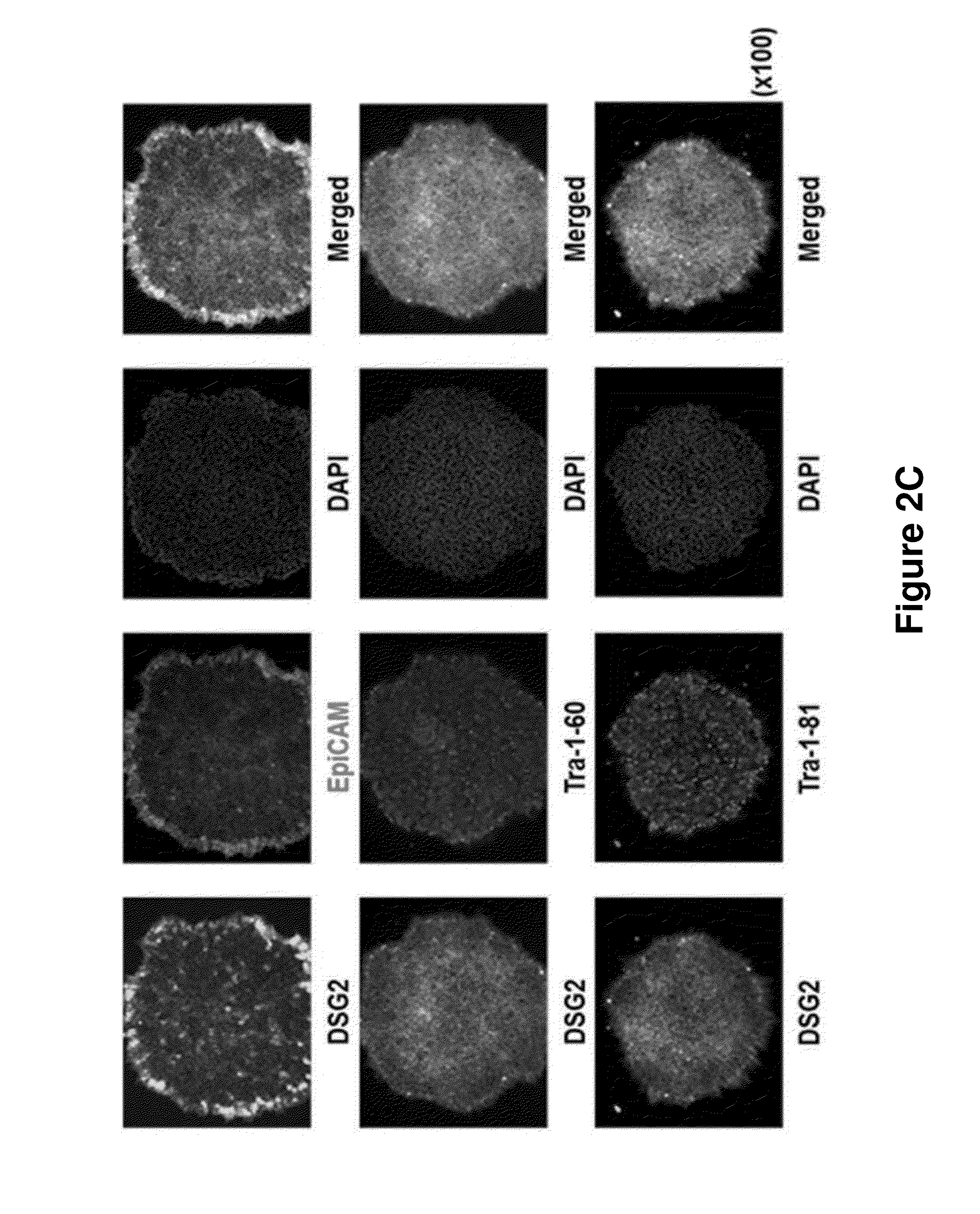 Composition for Detecting Undifferentiated Human Pluripotent Stem Cell, Monoclonal Antibody 6-1 and Use Thereof