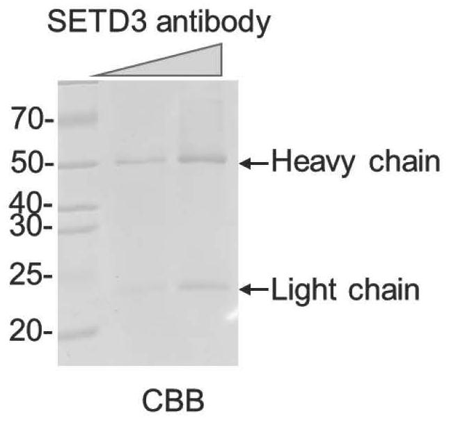 Anti-setd3 monoclonal antibody and use thereof