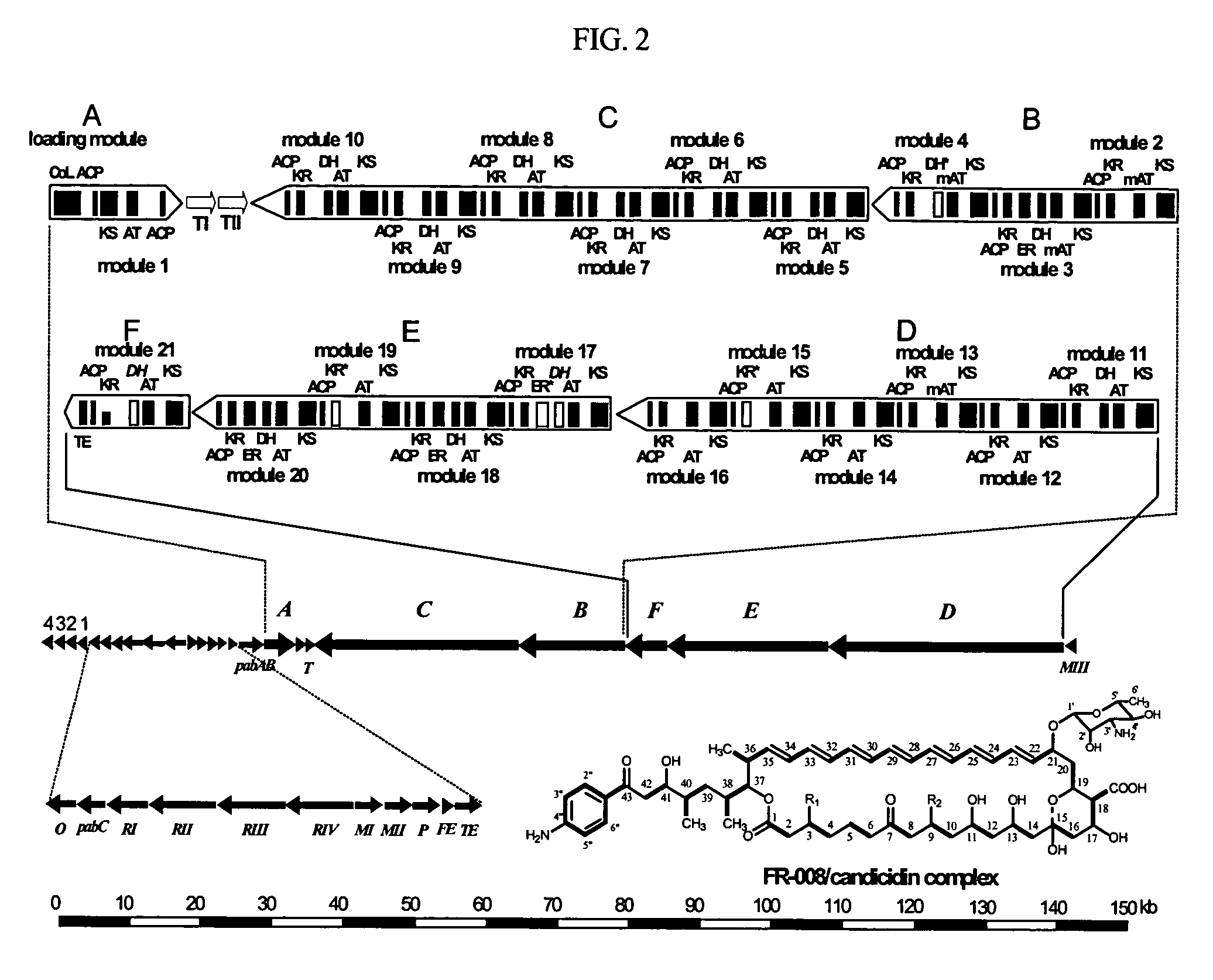 Genes for synthesis of FR-008 polyketides