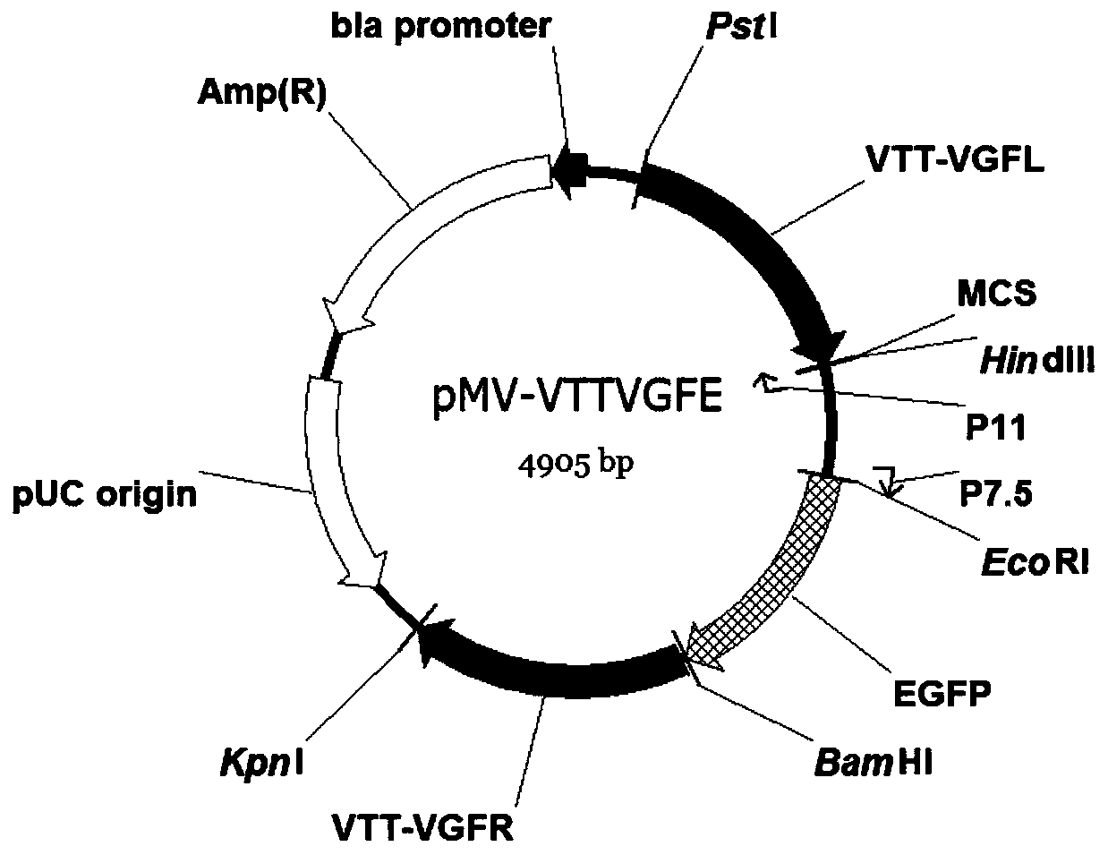 VGF gene removed recombinant Tiantan strain oncolytic vaccinia virus, and preparation and applications thereof