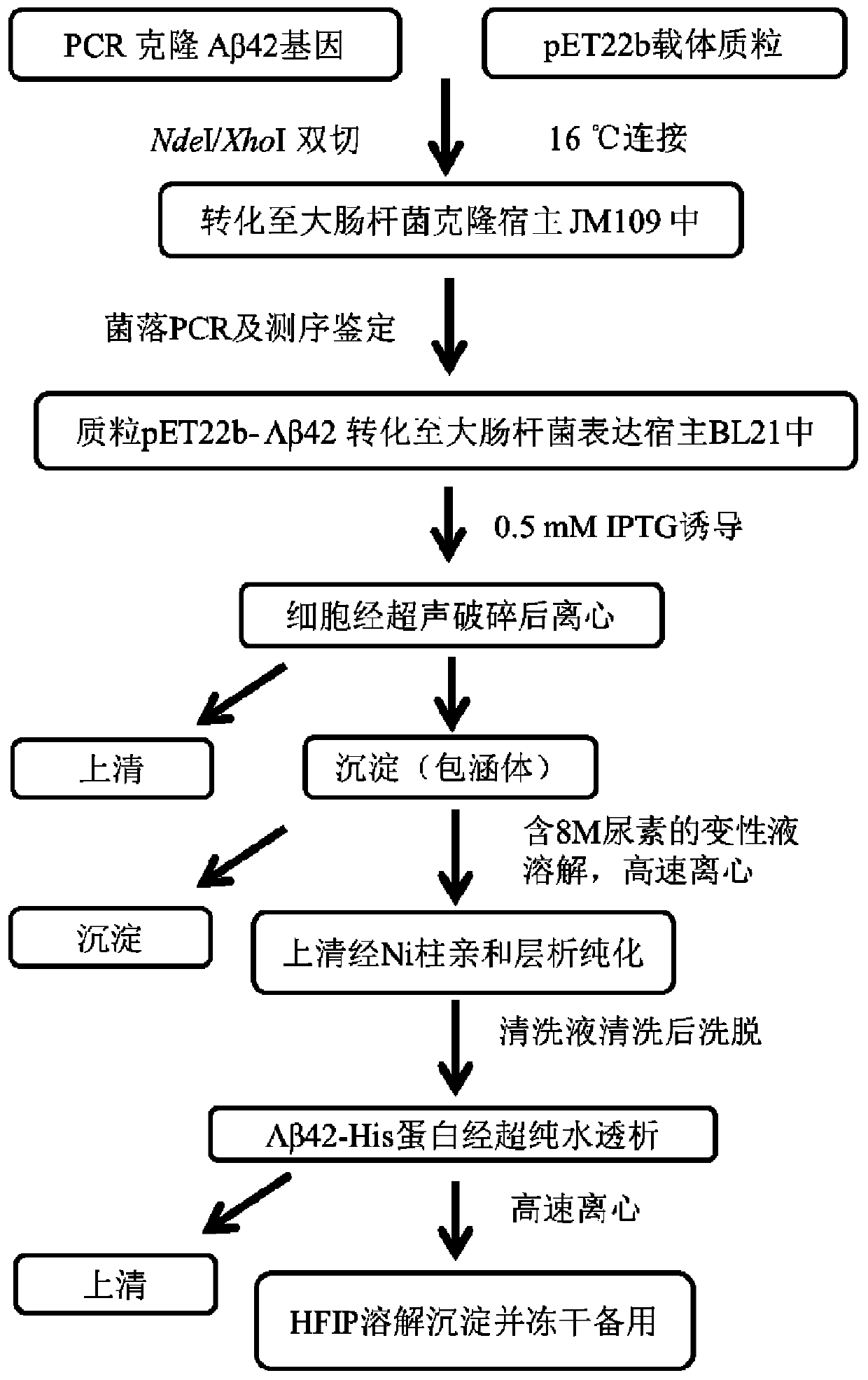 A kind of Aβ42 modified protein and its expression and purification method