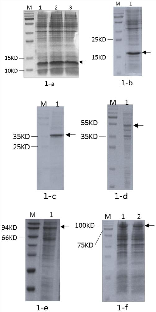 Recombinant humanized collagen as well as industrial preparation method and product application thereof