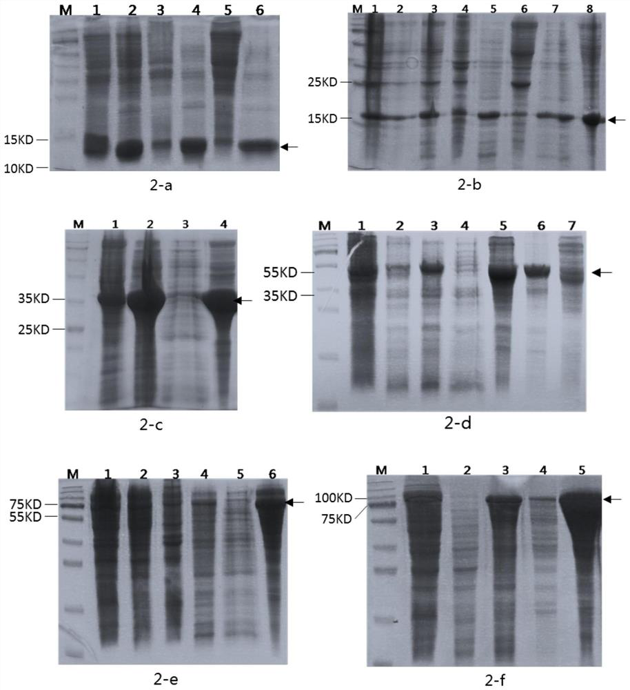 Recombinant humanized collagen as well as industrial preparation method and product application thereof