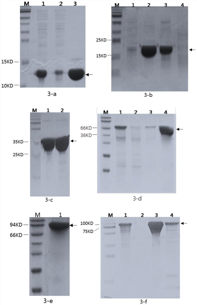 Recombinant humanized collagen as well as industrial preparation method and product application thereof