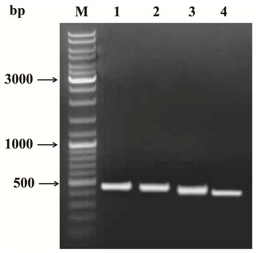 Antipathogenic target gene fragment of Verticillium dahliae vdeg and its interference vector and application