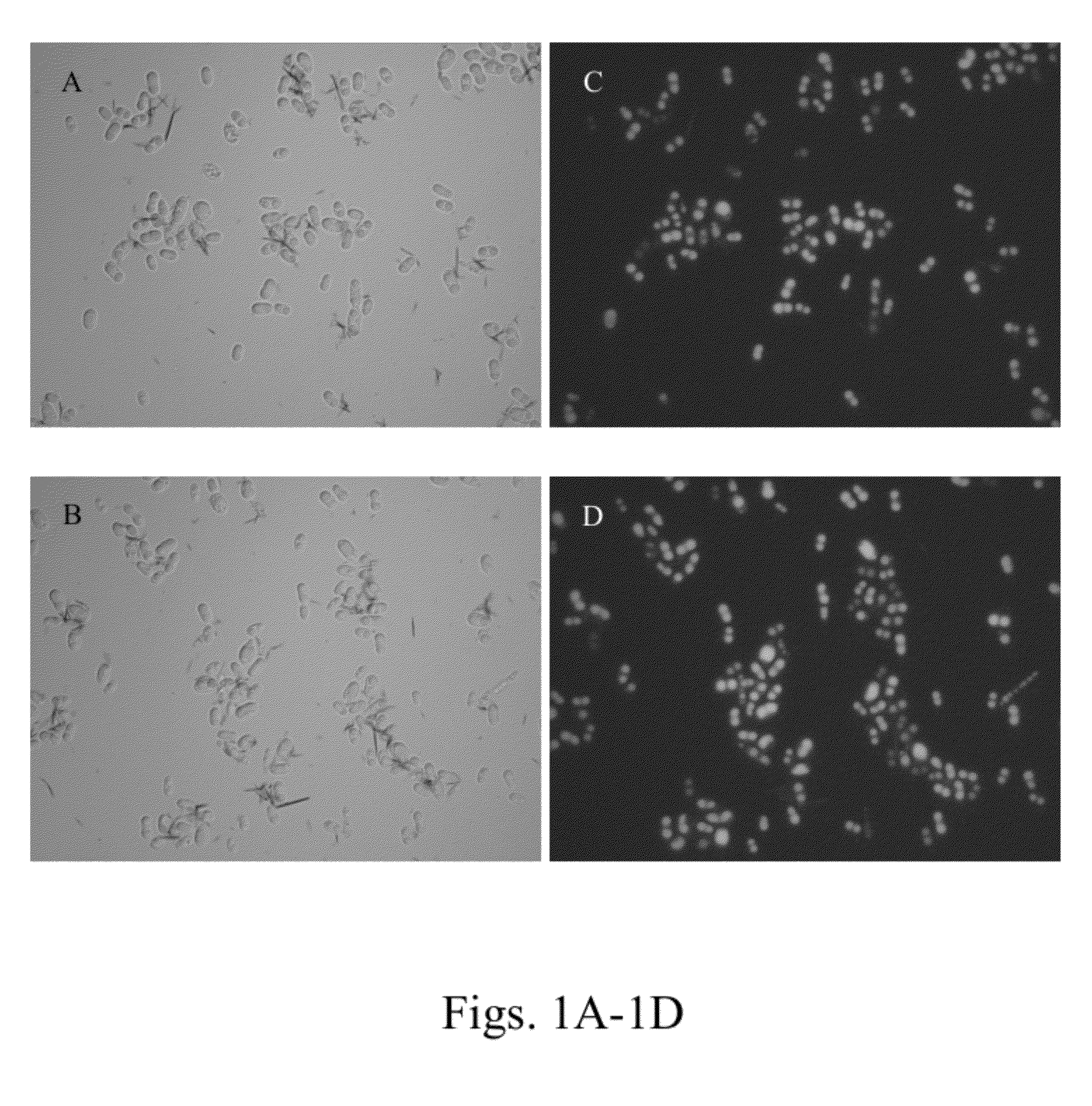 Method for producing oil by cystofilobasidium spp.