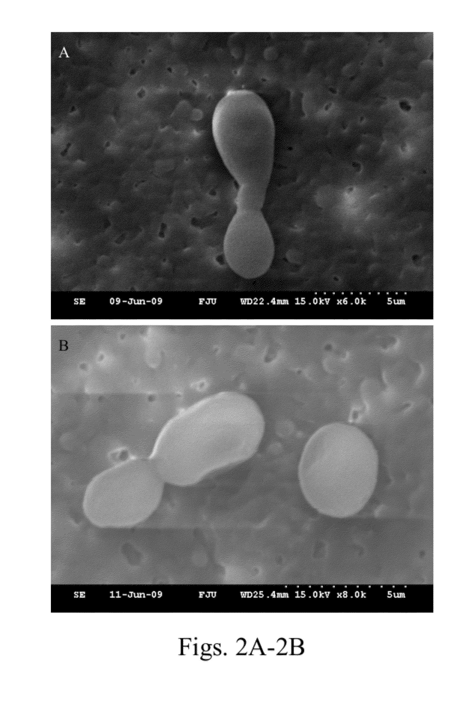 Method for producing oil by cystofilobasidium spp.