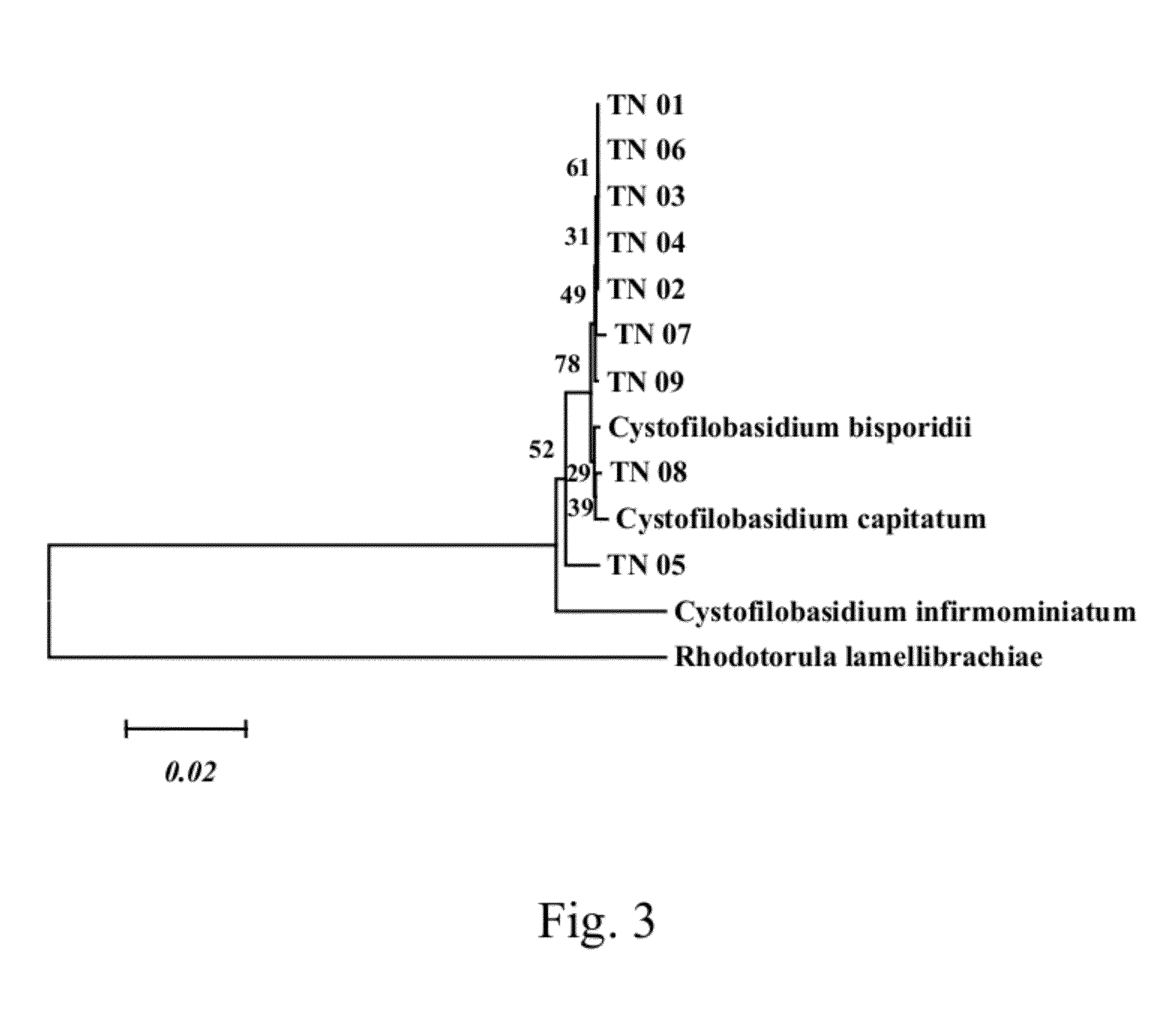 Method for producing oil by cystofilobasidium spp.