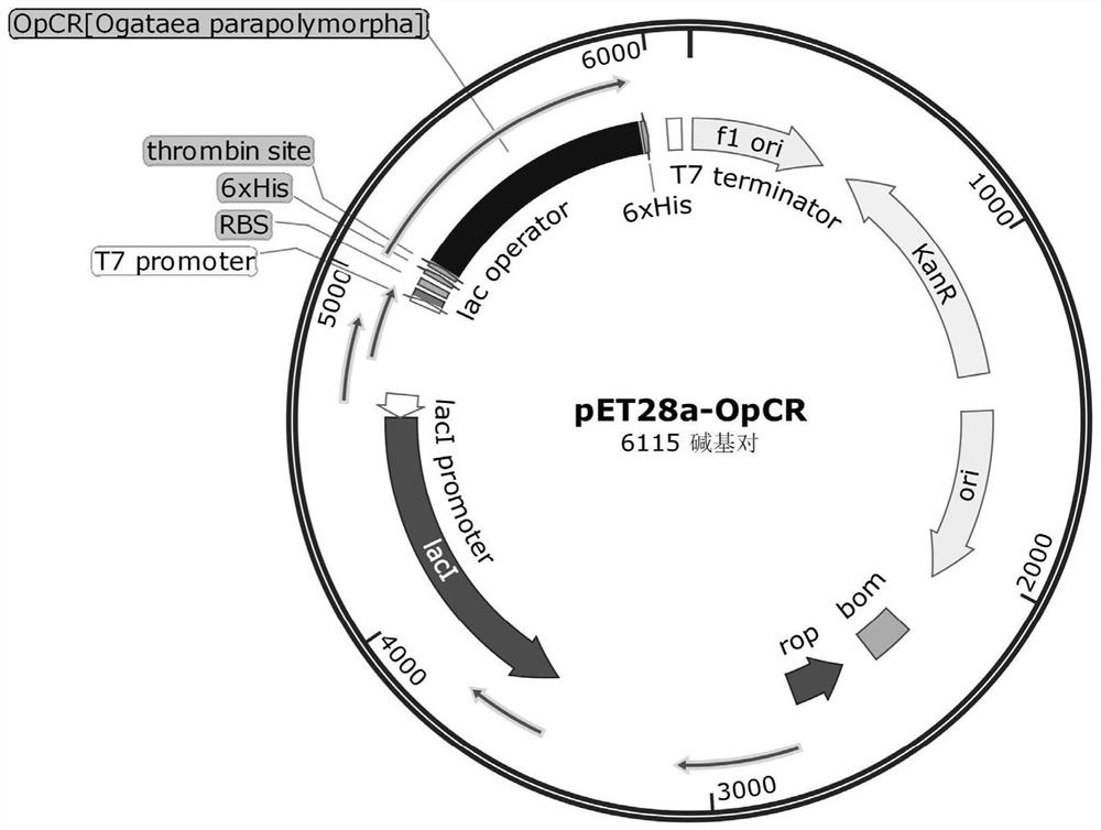 Sorbose reductase OpCR gene, mutant, encoding protein and application in preparation of glassine