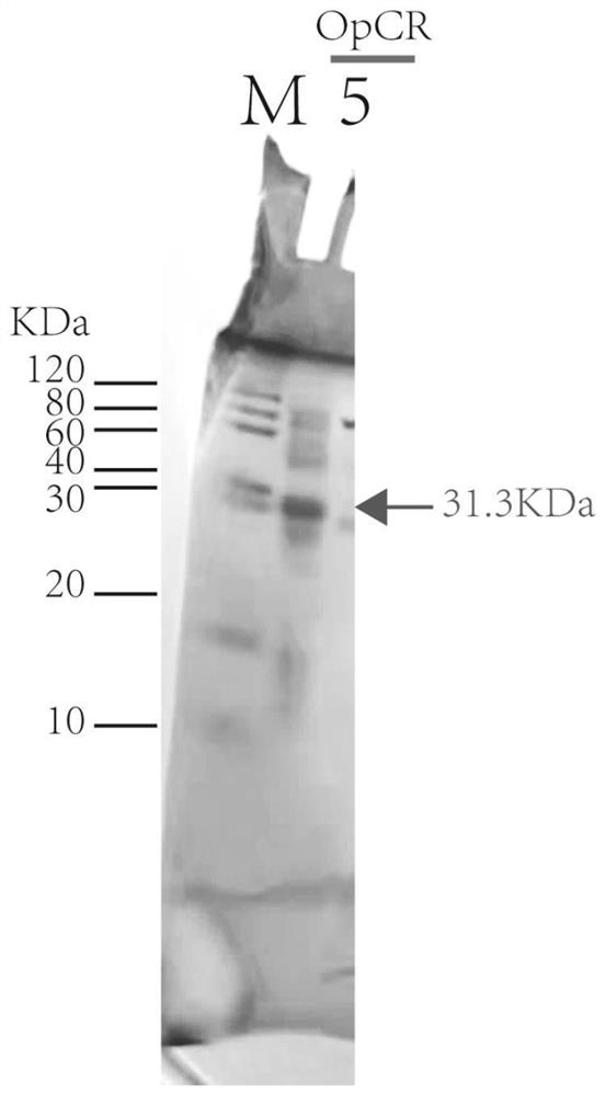 Sorbose reductase OpCR gene, mutant, encoding protein and application in preparation of glassine